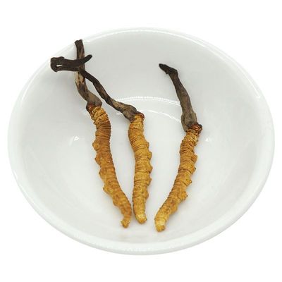 Akersunder Genuine Dried Cordyceps sinensis/winterworm summerherb, Ophiocordyceps sinensis, Tibet Featured, (3 pcs) net Weight 1g.