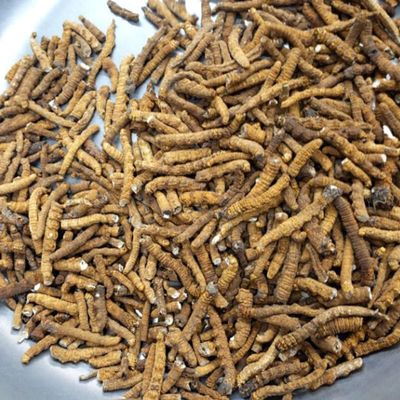 Akersunder Genuine Dried Cordyceps sinensis/winterworm summerherb, Ophiocordyceps sinensis, naqu cordyceps, 1g. (Pure Fleshy Grass)