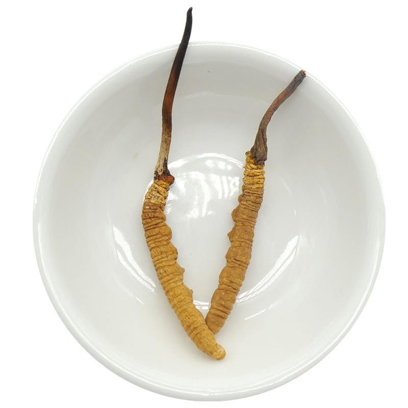 Akersunder Genuine Dried Cordyceps sinensis/winterworm summerherb, Ophiocordyceps sinensis, Tibet Featured, (2 pcs) net Weight 1g.