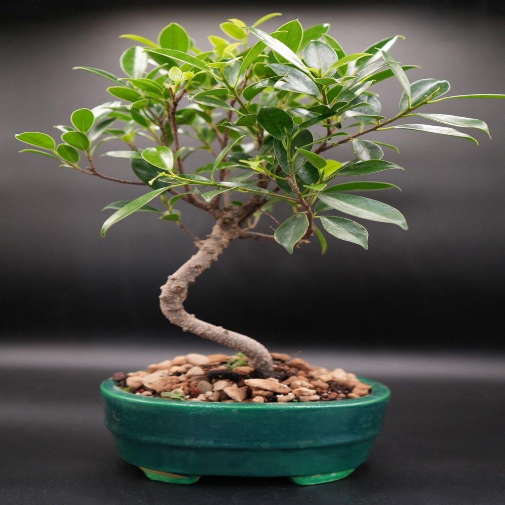 Indoorbonsaiandexotics Ficus retusa Bonsai Indoor Bonsai Tree. Beginner Tree.
