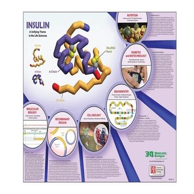 3D Molecular Designs Insulin Poster