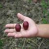 Camu camu Extract Powder x 7.1 Ounces - High Concentration (8:1). Peruvian Superfood. view 2