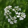 Aromatics International Premium Organic Coriander Essential Oil 5ml | 100% Pure Essential Oil for Diffusion & Aromatherapy view 2