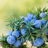 Aromatics International Premium Organic Juniper Berry Essential Oil 5ml | 100% Pure Essential Oil for Diffusion, Aromatherapy & Wellness Use view 2