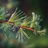 Aromatics International Premium Organic Larch Tamarack Essential Oil 18ml | 100% Pure Essential Oil for Diffusion & Aromatherapy view 2