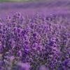 Aromatics International Premium Organic Spike Lavender Essential Oil 5ml | 100% Pure Essential Oil for Diffusion & Aromatherapy view 2
