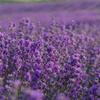 Aromatics International Premium Organic Spike Lavender Essential Oil 18ml | 100% Pure Essential Oil for Diffusion & Aromatherapy view 2
