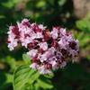 Aromatics International Premium Organic Marjoram Sweet Essential Oil 18ml | 100% Pure Essential Oil for Diffusion & Aromatherapy view 2