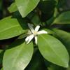 Aromatics International Premium Organic Neroli/Petitgrain Essential Oil 18ml | 100% Pure Essential Oil for Diffusion & Aromatherapy view 2