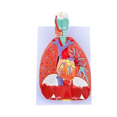 Thereisno Human Anatomical Lung Model for Disease Study,Heart Lung Throat Model Anatomy Shows Details of Lung Trachea System