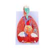 Thereisno Human Anatomical Lung Model for Disease Study,Heart Lung Throat Model Anatomy Shows Details of Lung Trachea System view 1