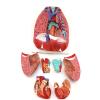 Thereisno Human Anatomical Lung Model for Disease Study,Heart Lung Throat Model Anatomy Shows Details of Lung Trachea System view 3