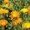 Aromatics International Calendula Hydrosol 100ml | Sweet & Light Natural Aromatic Mist for Skin, Home & Daily Use view 2