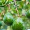 Aromatics International Avocado Oil 8fl-oz view 2