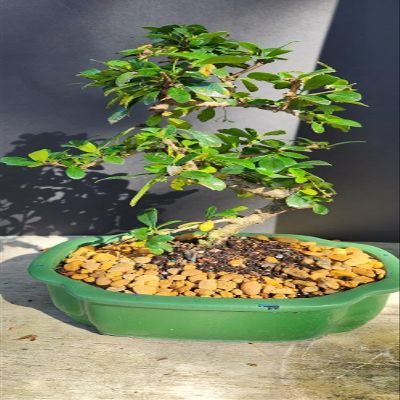 Indoorbonsaiandexotics Fukien Tea Flowers and Fruits Indoor Bonsai