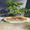 Indoorbonsaiandexotics Fukien Tea Flowers and Fruits Indoor Bonsai view 2