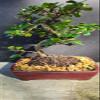 Indoorbonsaiandexotics Fukien Tea Flowers and Fruits Indoor Bonsai view 3
