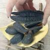WonderLand Herbs Cucumaria frondosa Wild Dried Sea Cucumber 500g. (15-20 pcs) view 3
