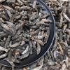 WonderLand Herbs Stichopus japonicus Wild Dried Sea Cucumber 500g. (220-250 pcs) view 3