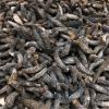 WonderLand Herbs Stichopus japonicus Wild Dried Sea Cucumber 500g. (220-250 pcs) view 4