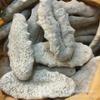 WonderLand Herbs Wholesale African Dried ASPIDOCHIROTIDA/Echinodermata/Holothuroidea Sea Cucumber Dry Goods 500g. (2 to 4 pcs) view 3
