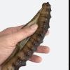 WonderLand Herbs Light Dried Caribbean Black Rice sea Cucumber 500g (Brokened sea Cucumber) view 1