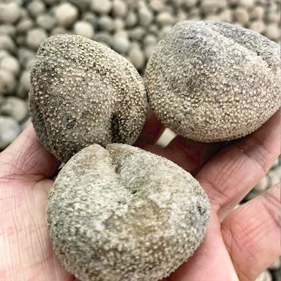 WonderLand Herbs Wild Ypsilothuria bitentaculata Wild Dried Sea Cucumber 500g. (About 20 pcs)