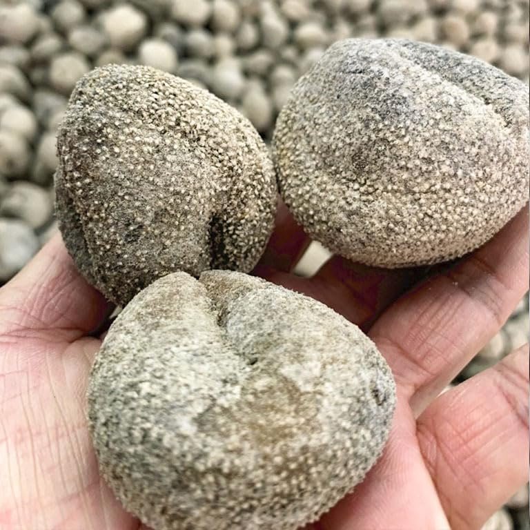 WonderLand Herbs Wild Ypsilothuria bitentaculata Wild Dried Sea Cucumber 500g. (About 20 pcs)