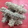 WonderLand Herbs Holothuria Hilla Well-Chosen African Dried Sea Cucumber 500g. (30pcs) view 3
