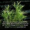Airoomoil Tea Tree Essential Oil for Skin Muscle Hair Shampoo Body Wash Nails Aroma Natural Diffuser Oil 4 Fl Oz view 4
