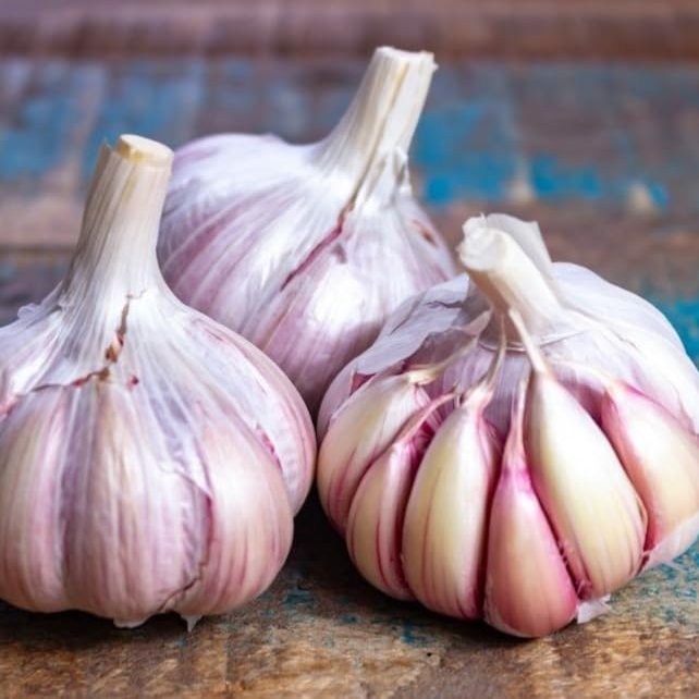 15 Lbs Duganski Garlic Tuber - size medium