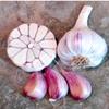 15 Lbs Duganski Garlic Tuber - size medium view 2