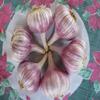 15 Lbs Duganski Garlic Tuber - size medium view 3