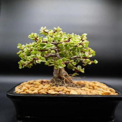 indoorbonsaiandexoctics Dwarf babu Jade. Beginner Tree. Low ligjt. Low Watering. Green and White Leaves. Growing info in Box and Call us to to go Over Care of concerns. We Grow Them at Our nurssry
