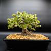 indoorbonsaiandexoctics Dwarf babu Jade. Beginner Tree. Low ligjt. Low Watering. Green and White Leaves. Growing info in Box and Call us to to go Over Care of concerns. We Grow Them at Our nurssry view 1