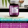 WELLNESS LABSRX Irish Sea Moss Gel Raw - Wildcrafted Superfood Seamoss Gel - Elderberry Flavor, Vitamin and Mineral-Rich from Pristine Caribbean Waters, Immune and Digestive Health Support - 10 oz. view 4