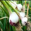 50 Garlic Bulbils view 2