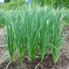 50 Garlic Bulbils view 3