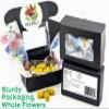Buzz Buttons Edible Flowers for Cocktails & Desserts - 20 USA Grown Flowers for Drink Garnish - Freeze-dried Spilanthes/Szechuan Button/Acmella Oleracea Flowers (0.2 oz) view 2