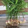 1LB Fresh Wild Ginger and Turmeric Tuber view 2