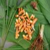 1LB Fresh Wild Ginger and Turmeric Tuber view 3