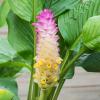 1LB Fresh Wild Ginger and Turmeric Tuber view 4