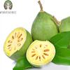 AYURVEDASHREE Bilva Powder - Bael Leaves Powder - Aegle marmelos -50 Gm - Supports Proper Function of The Bowels view 2
