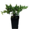 Japanese Juniper Bonsai Starter Tree - 2.5" Pot view 1