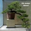 Japanese Juniper Bonsai Starter Tree - 2.5" Pot view 3