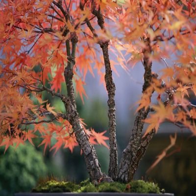 Tree branches of a bonsai Japanese maple tree Acer palmatum.; New York. Poster Print by Darlyne Murawski (17 x 11)