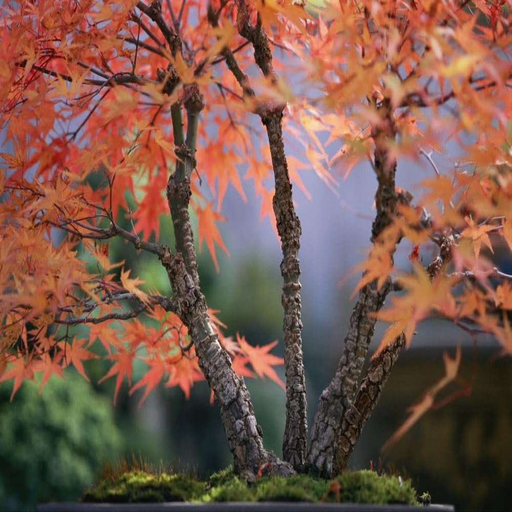 Tree branches of a bonsai Japanese maple tree Acer palmatum.; New York. Poster Print by Darlyne Murawski (17 x 11)