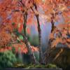 Tree branches of a bonsai Japanese maple tree Acer palmatum.; New York. Poster Print by Darlyne Murawski (17 x 11) view 1