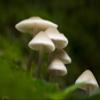 A troop of Common Bonnet Mycena galericulata mushrooms on a log in woodland at Goblin Combe. Poster Print by Loop Images Ltd. (20 x 13) view 1