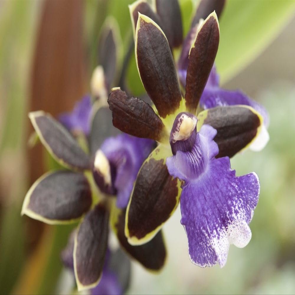 Close up of a brown and purple orchid Zygopetalum species.; Wellesley Massachusetts. Poster Print by Darlyne Murawski (17 x 11)